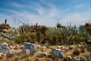 Photo from Eugene Blackman on Flickr. A photo of the cactus garden today. Since its closure it has fallen into disrepair