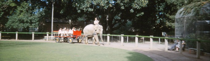 Samorn, The Elephant in our Zoo Samorn with a cartload of happy kids and adults enjoying a day at at the Zoo