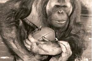 George the orangutan with his hessian bag and Australian Rules footy. 